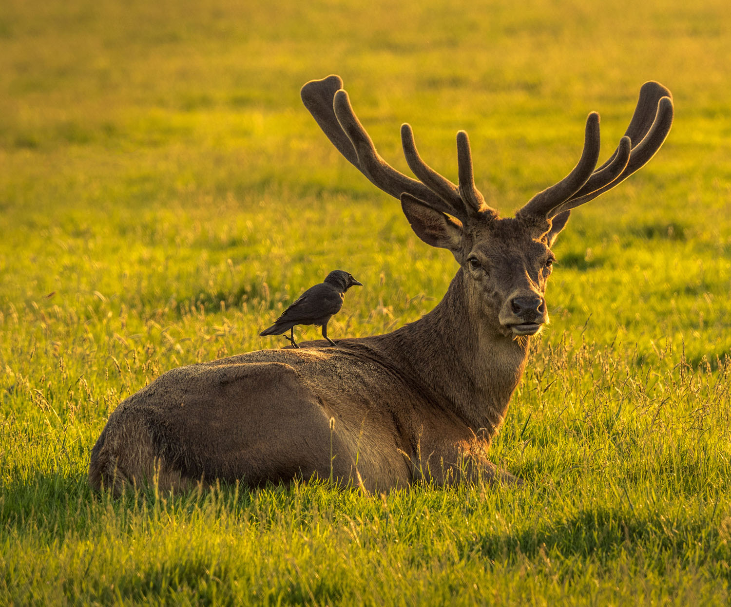 Red deer stag with jackdaw perched on its back in golden hour light