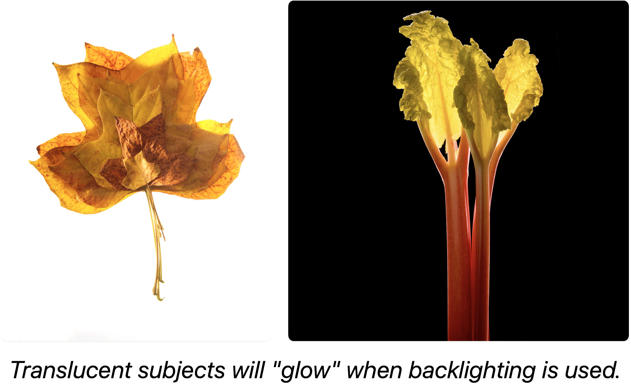 Ethereal quality backlighting creates on translucent subjects.