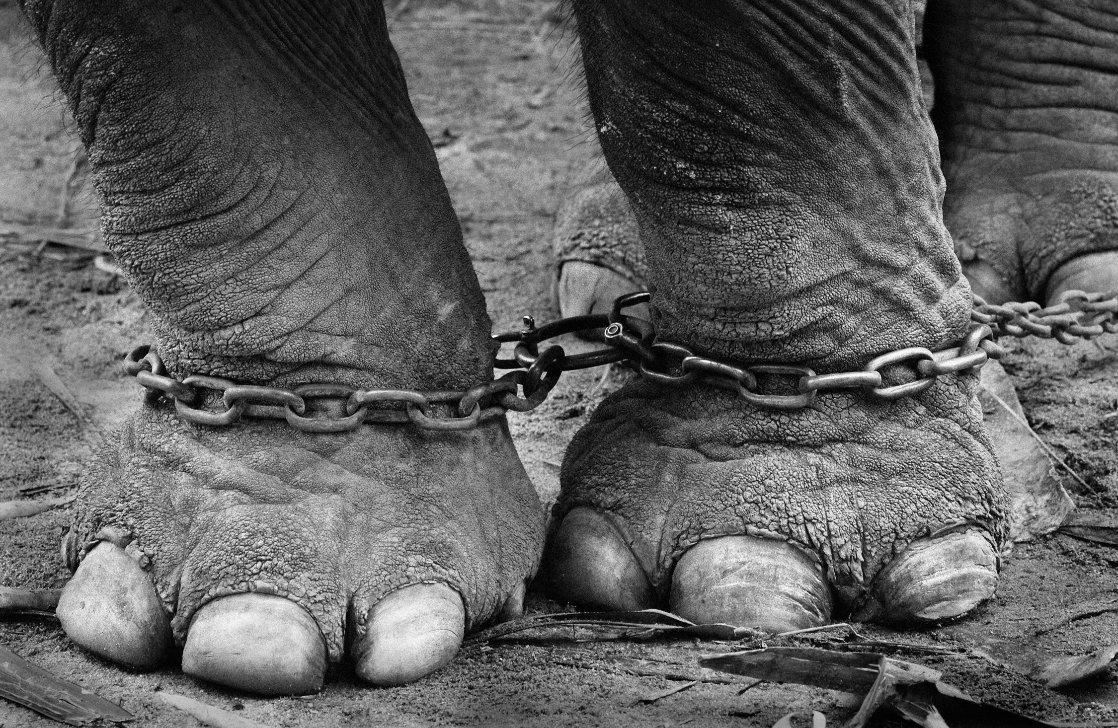 Filling the frame for maximum impact as well as eliminating distractions.