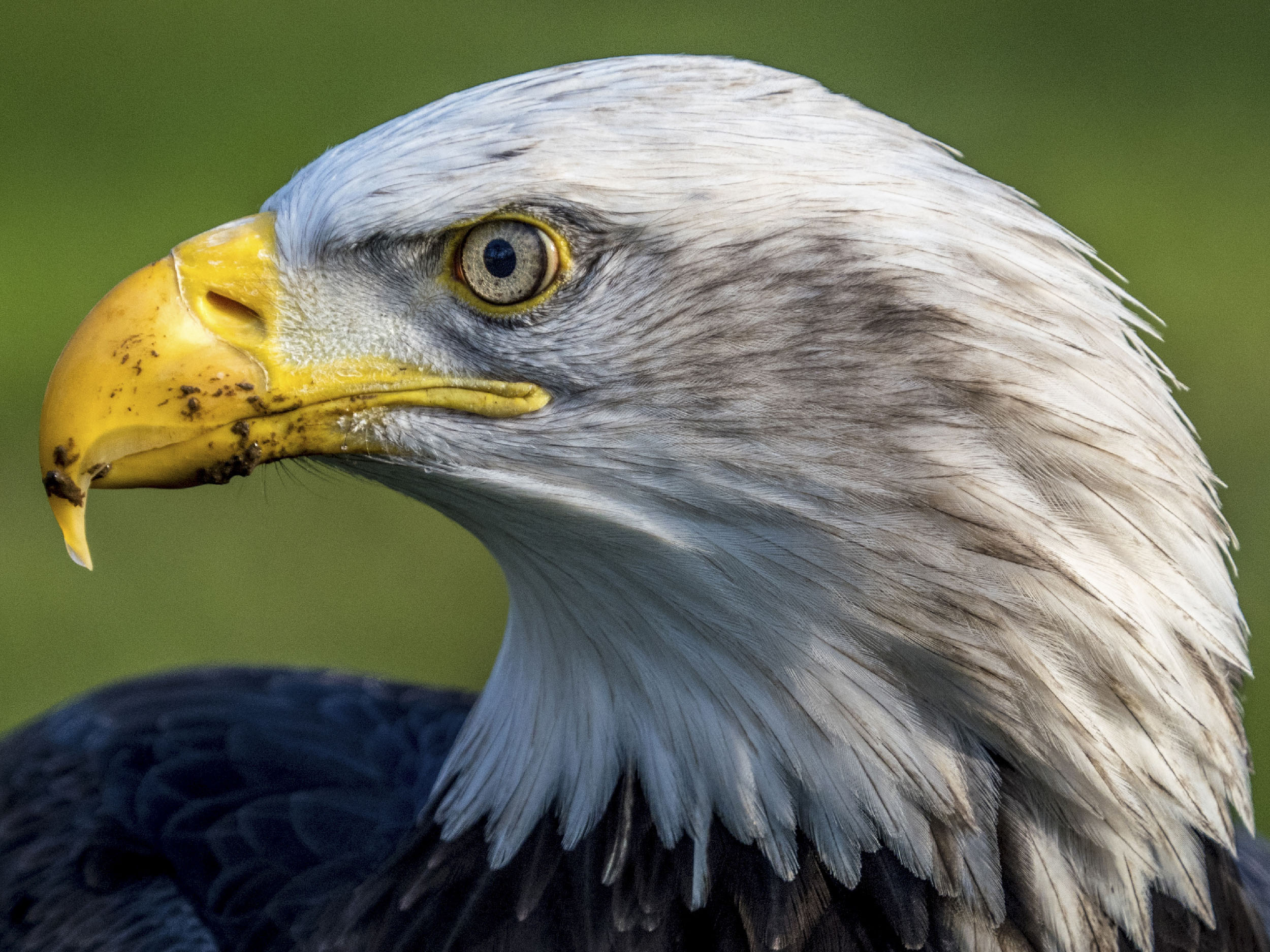 Filling the frame using a telephoto lens.